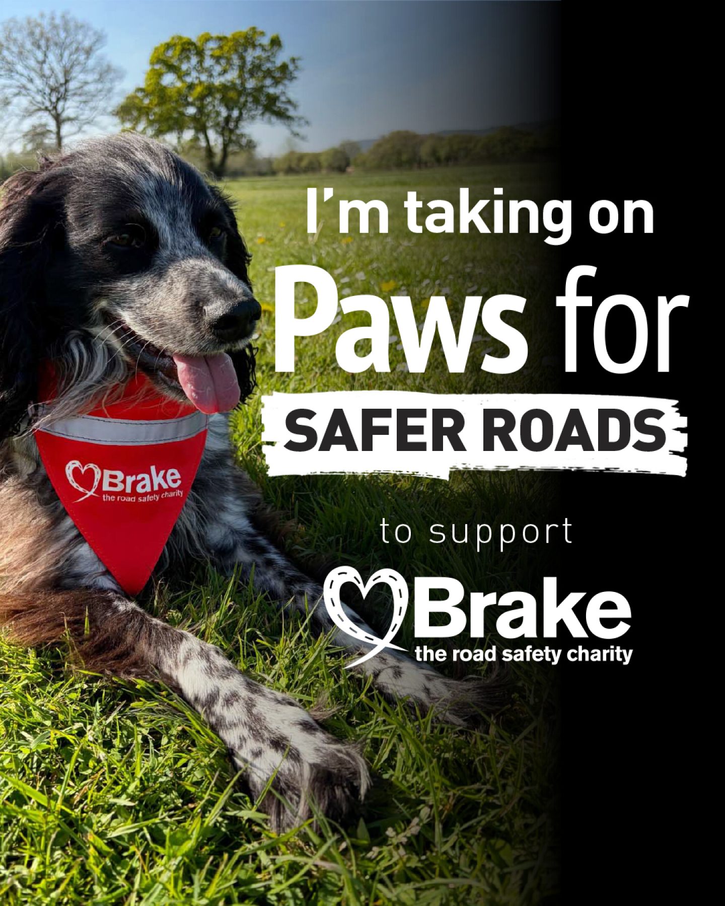 A photo of a black and white springer spaniel lying down in grass. The image is overlaid with text which reads "I'm taking on Paws for Safer Roads to support Brake, the road safety charity." The image is portrait to share on Instagram.