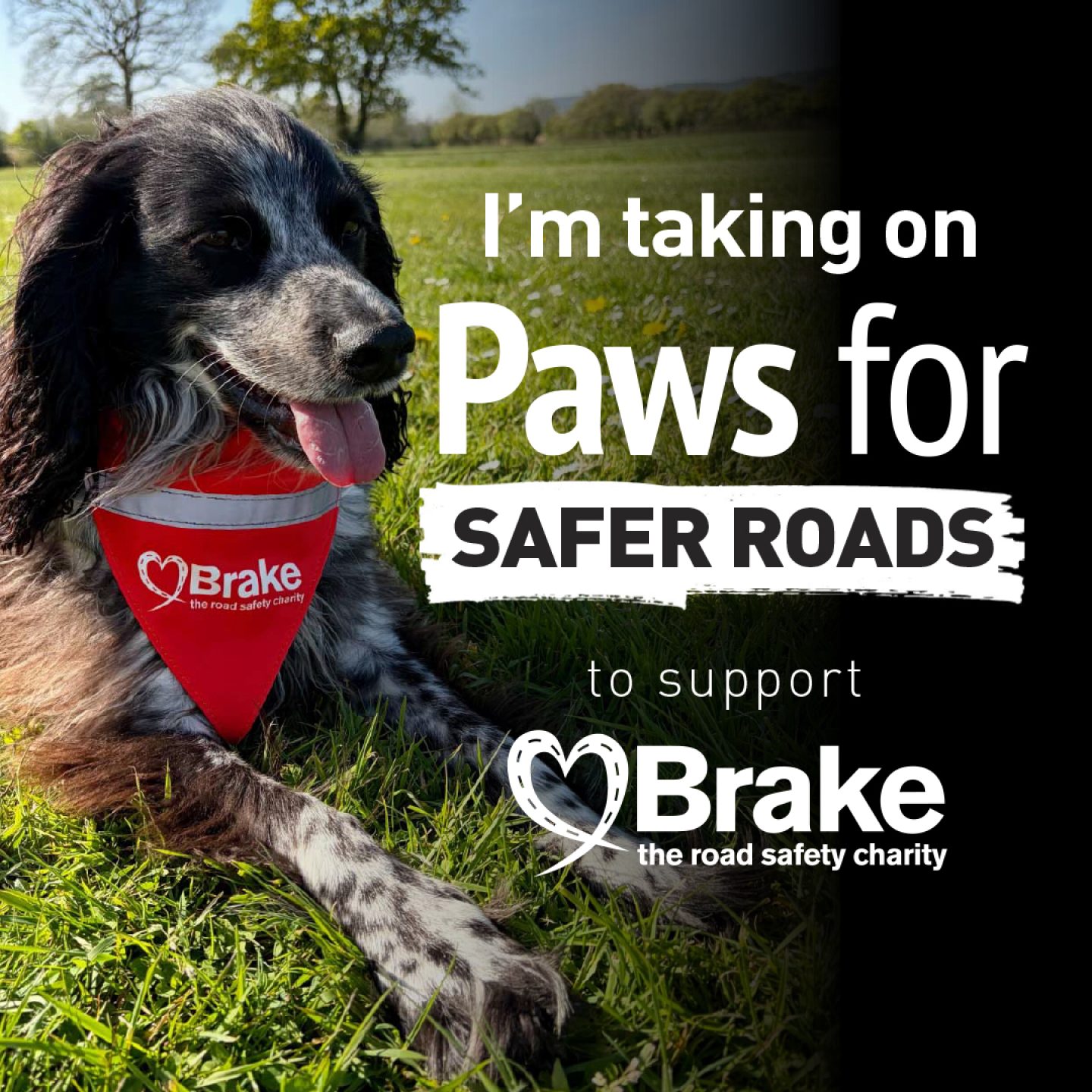 A photo of a black and white springer spaniel lying down in grass. The image is overlaid with text which reads "I'm taking on Paws for Safer Roads to support Brake, the road safety charity." The image is square, to share on Instagram.