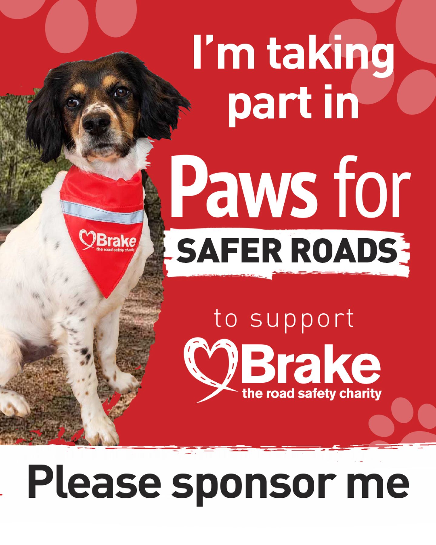 A photo of a tricolour spaniel layered over a text-based image. The text reads "I'm taking part in Paws for Safer Roads to support Brake, the road safety charity. Please sponsor me." The image is portrait, to share on Instagram.