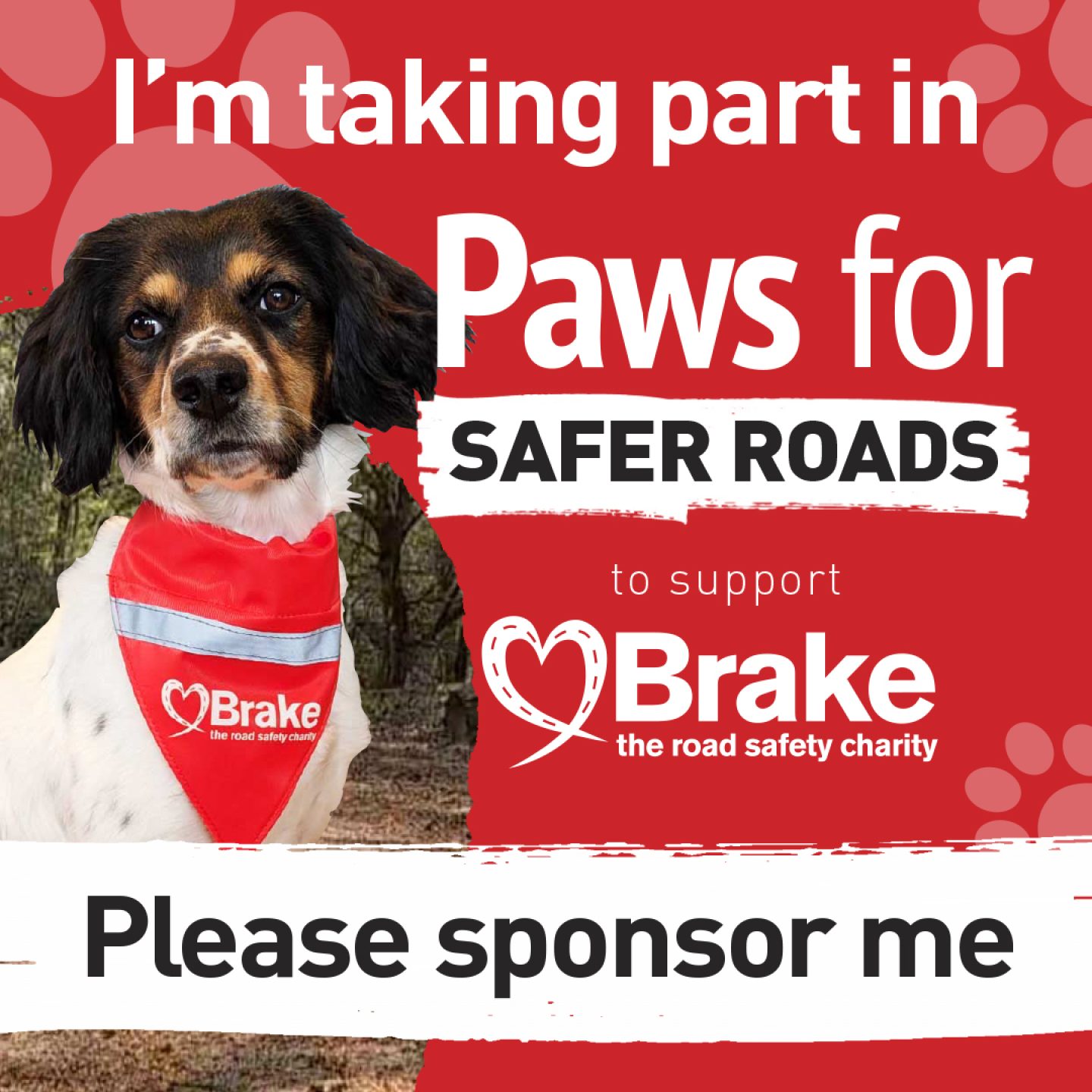 A photo of a tricolour spaniel layered over a text-based image. The text reads "I'm taking part in Paws for Safer Roads to support Brake, the road safety charity. Please sponsor me." The image is square, to share on Instagram.