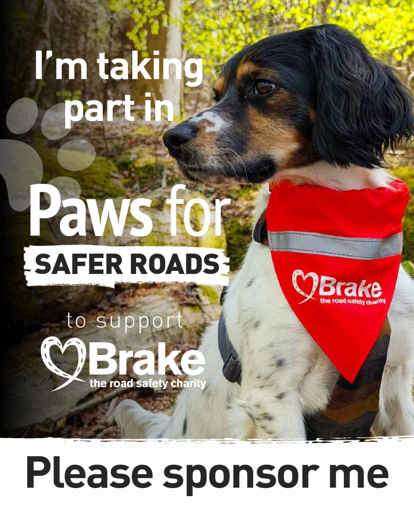A photo of a tricolour spaniel, overlaid with text which states "I'm taking part in Paws for Safer Roads to support Brake, the road safety charity. Please sponsor me." The image is portrait, to share on Instagram.