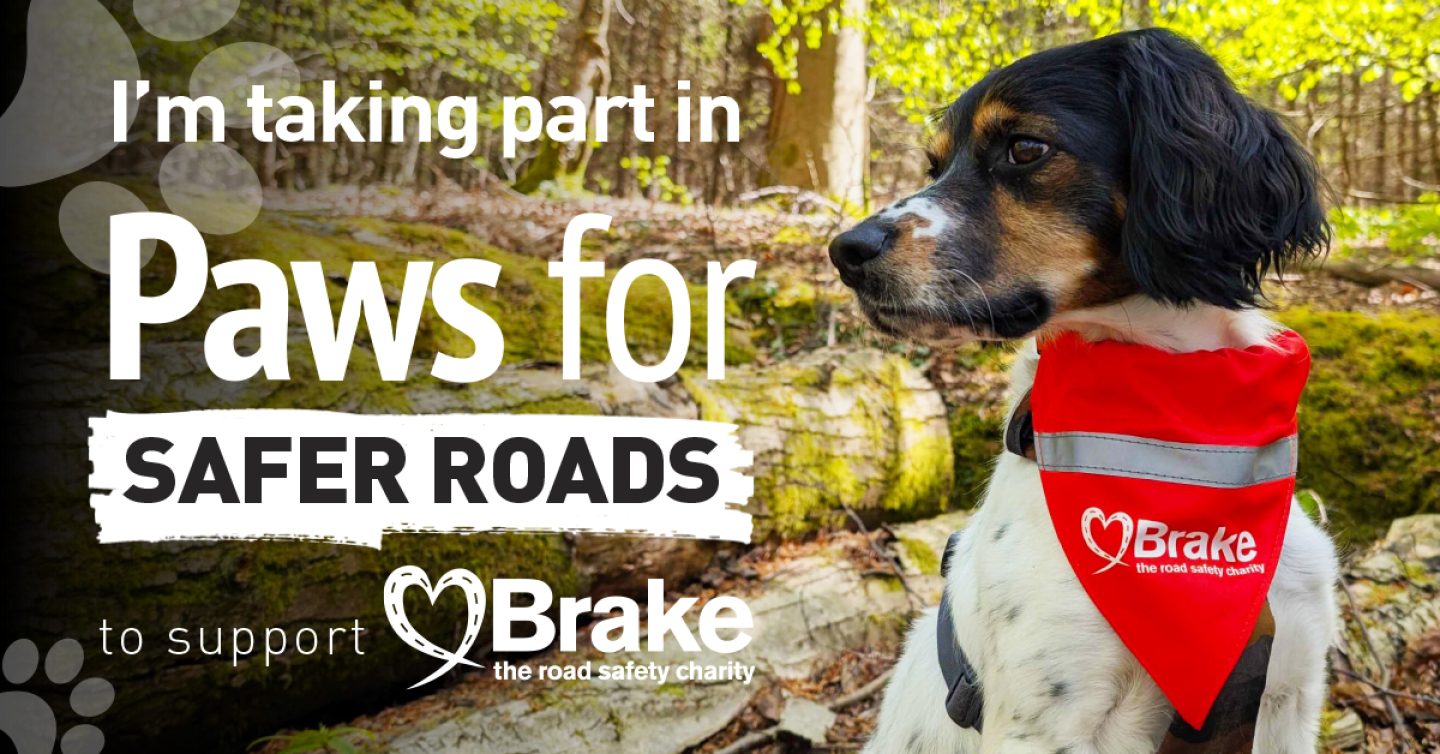 A photo of a tricolour spaniel, overlaid with text which states "I'm taking part in Paws for Safer Roads to support Brake, the road safety charity. Please sponsor me." The image is landscape, to share on Facebook and LinkedIn.