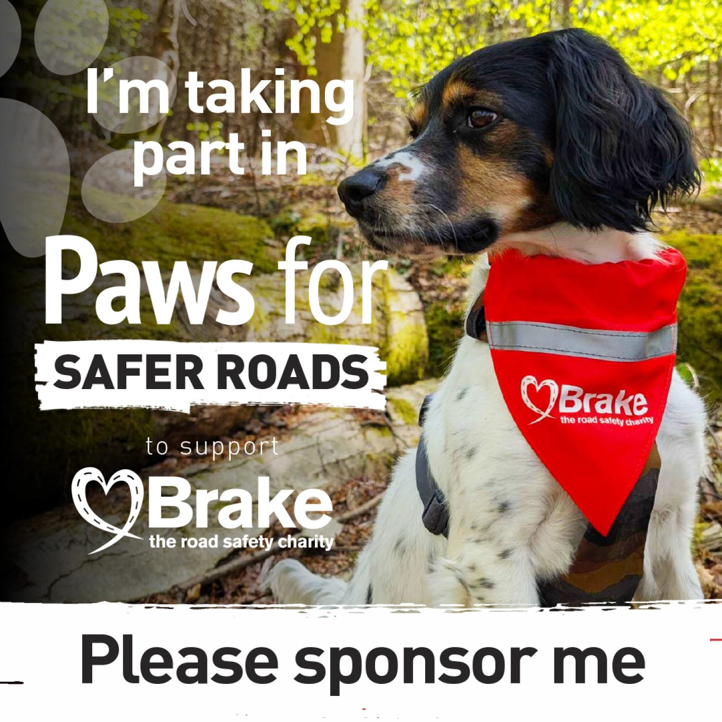 A photo of a tricolour spaniel, overlaid with text which states "I'm taking part in Paws for Safer Roads to support Brake, the road safety charity. Please sponsor me." The image is square, to share on Instagram.