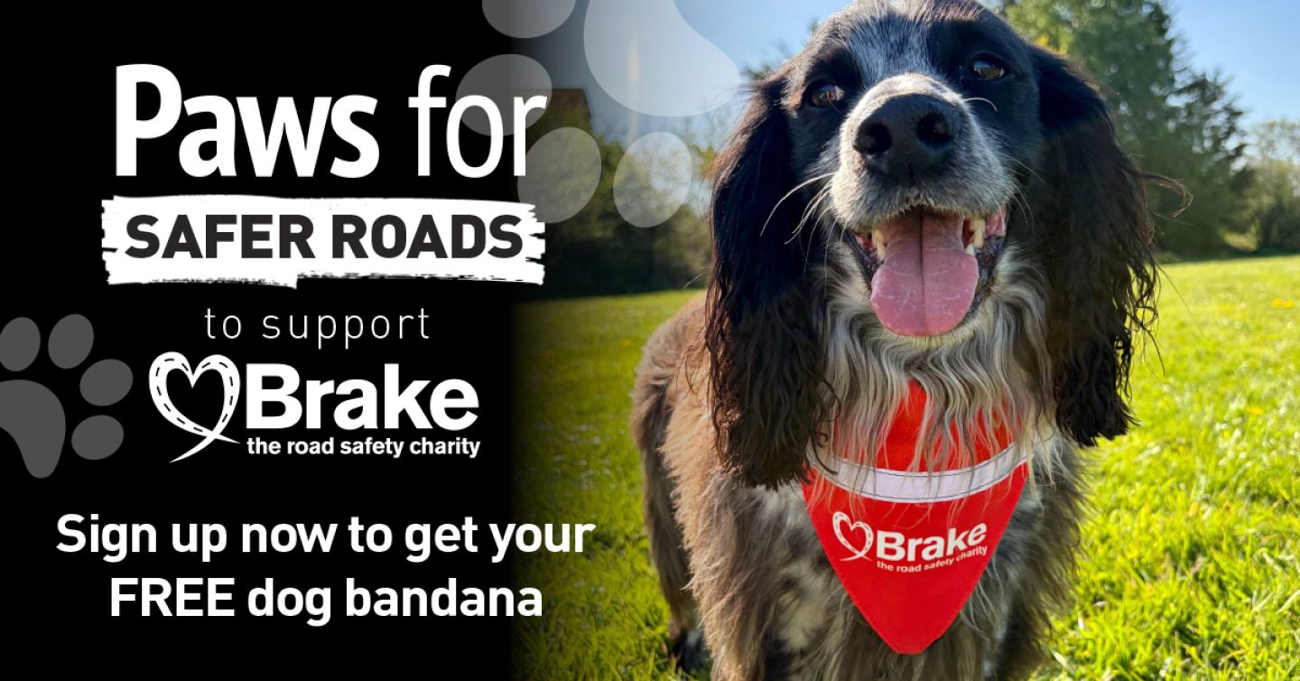 A photo of a springer spaniel posing for a photo with its tongue out. The image is overlaid with text which reads: Paws for Safer Roads to support Brake, the road safety charity. Sign up now to get your FREE dog bandana.