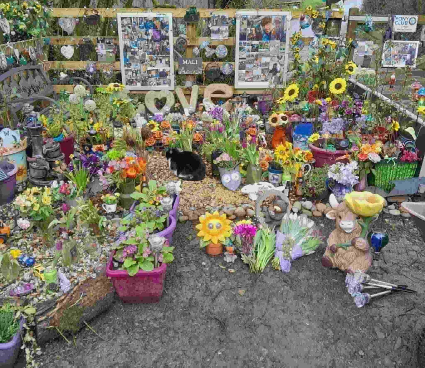 A memorial garden, with lots of plants in pots and large photo collages on the fence in the background.